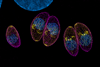 Toxoplasma_parasites_(tachyzoites)_in_a_fibroblast_host_cell