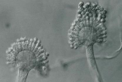 Aspergillus_parasiticus_UAMH5727a